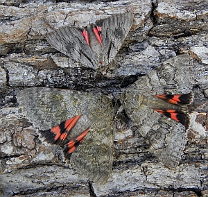 Catocala optata, Red Underwing (Catocala-nupta) and French Red Underwing (Catocala elocata) © Teresa Farino