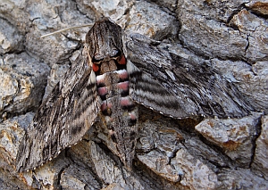 Convolvulus Hawkmoth - Agrius convolvuli © Teresa Farino