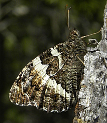 Great Banded Grayling - Brintesia circe © Teresa Farino