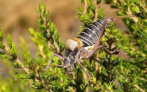 Male Asturian Bush-cricket - Lluciapomaresiu asturiensis © Teresa Farino