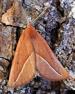 White-line Blush - Compsoptera opacaria © Teresa Farino