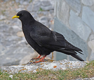 Alpine Chough - Pyrrhocorax graculus © John Muddeman