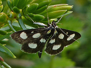 Crambid moth - Anania funebris © John Muddeman