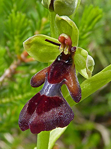 Fly Ophrys - Ophrys insectifera © John Muddeman