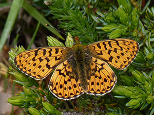 Pearl-bordered Fritillary - Boloria euphrosyne © John Muddeman