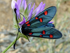 White-collared Burnet - Zygaena lavandulae © John Muddeman