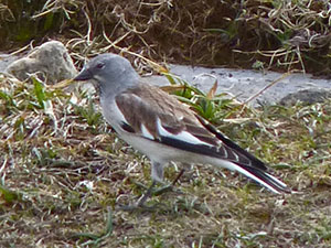 White-winged Snowfinch - Montifringilla nivalis © John Muddeman