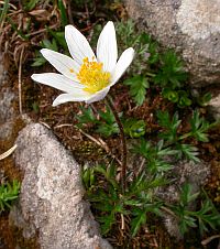 Anemone pavoniana © Teresa Farino