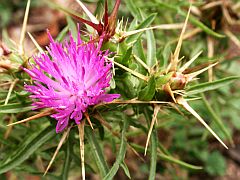 Red Star-thistle - Centaurea calcitrapa © Teresa Farino