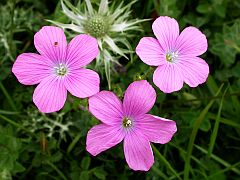 Sticky Flax - Linum viscosum © Teresa Farino