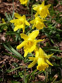 Narcissus asturiensis © Teresa Farino