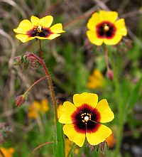 Spotted Rock-rose - Tuberaria guttata © Teresa Farino