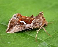 Dewick's Plusia - Macdunnoughia confusa © Teresa Farino