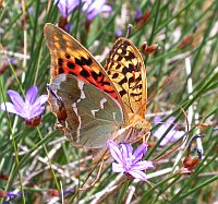 Cardinal - Argynnis pandora © Teresa Farino