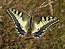 Swallowtail - Papilio machaon © Teresa Farino