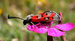 Zygaena rhadamanthus © Teresa Farino