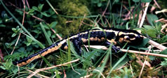 Fire salamander - Picos de Europa. © Teresa Farino