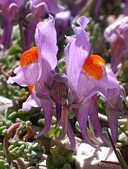 Alpine Toadflax - Linaria alpina ssp. filicaulis