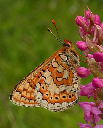 Marsh Fritillary - Euphydryas aurinia © Teresa Farino