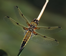 Four-spotted Chaser - Libellula quadrimaculata