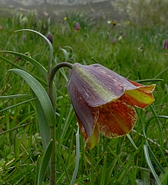 Pyrenean Snakeshead - Fritillaria pyrenaica