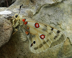 Apollo – Parnassius apollo © Teresa Farino