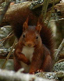 Red Squirrel – Sciurus vulgaris 