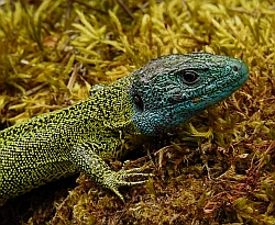 Schreiber's Green Lizard – Lacerta schreiberi