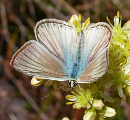 Forster's Furry Blue - Polyommatus (Agrodiaetus) fulgens ainsae © Teresa Farino