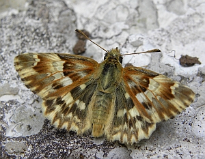 Marbled Skipper - Carcharodus lavatherae © Teresa Farino