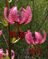 Martagon Lily – Lilium martagon © Teresa Farino