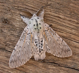 Moth In Spanish