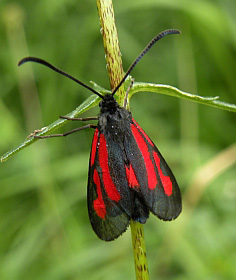 Zygaena osterodensis - © Teresa Farino