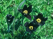 Pulsatilla rubra ssp. hispanica - Picos de Europa. © Teresa Farino