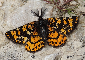 Male Crowned Moth - Eurranthis plummistaria