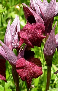 Trumpet Gentians - Gentiana angustifolia  ssp. corbariensis © Teresa Farino