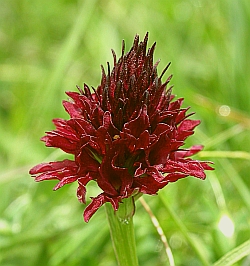 Nigritella gabasiana