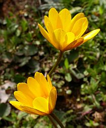 Palmate Anemone - Anemone palmata © Teresa Farino