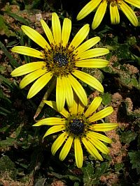 Plain Treasureflower - Arctotheca calendula © Teresa Farino