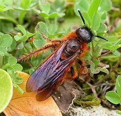 Dasyscolia ciliata © Teresa Farino