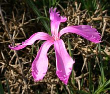 Dianthus broteri © Teresa Farino