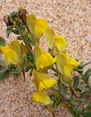 Linaria lamarckii © Teresa Farino