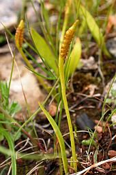 Least Adder's-tongue - Ophioglossum lusitanicum © Teresa Farino