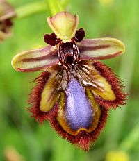 Mirror Ophrys - Ophrys speculum © Teresa Farino