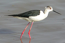 Black-winged Stilt © John Muddeman