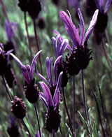 French Lavender - Lavandula stoechas © Teresa Farino