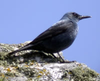 Blue Rock Thrush © John Muddeman