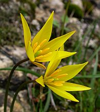 Wild Tulips - Tulipa sylvestris ssp. australis © Teresa Farino