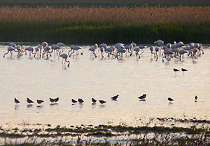 Flamingos and shorebirds in La Mancha © John Muddeman