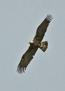 Spanish Imperial Eagle - Aquila adalberti © Santiago Villa